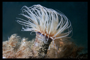 Tube Dwelling Anenome on the edge of the Scripps Canyon, ... by Matthew Fischbach 